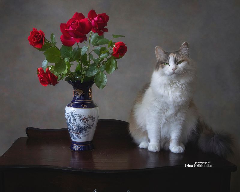 кошки, животные, пушистики, трехцветные кошки, букеты, розы, лето Звезда позирует с букетом розphoto preview