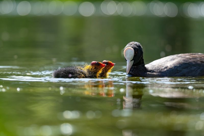 птицы, лысуха, птенец, лысенок photo preview