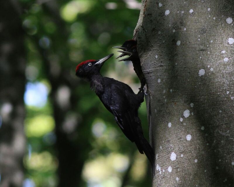 желна, чёрный дятел, дятел, dryocopus martius, black woodpecker, woodpecker Голодные ртыphoto preview