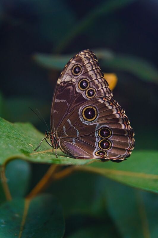 Синий Морфоphoto preview