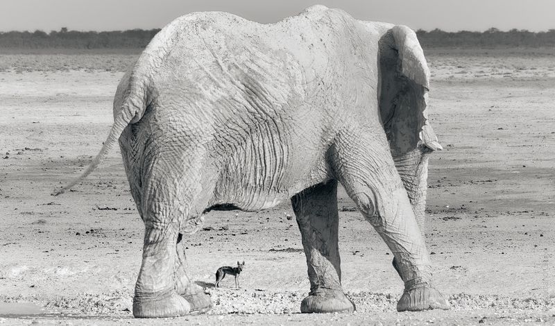 Два - не пара photo preview