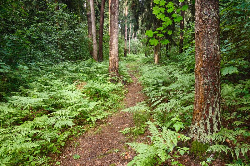 лес, деревья, листва В летнем лесуphoto preview