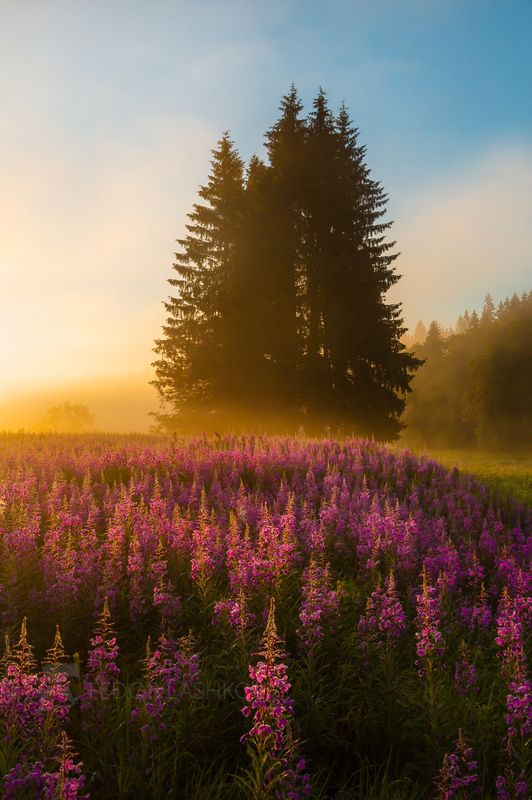 ленинградская область, рассвет, лето, небо, красочное, дерево, ель, облака, иван-чай, цветение, заря, луг, Душа видит эмоциямиphoto preview