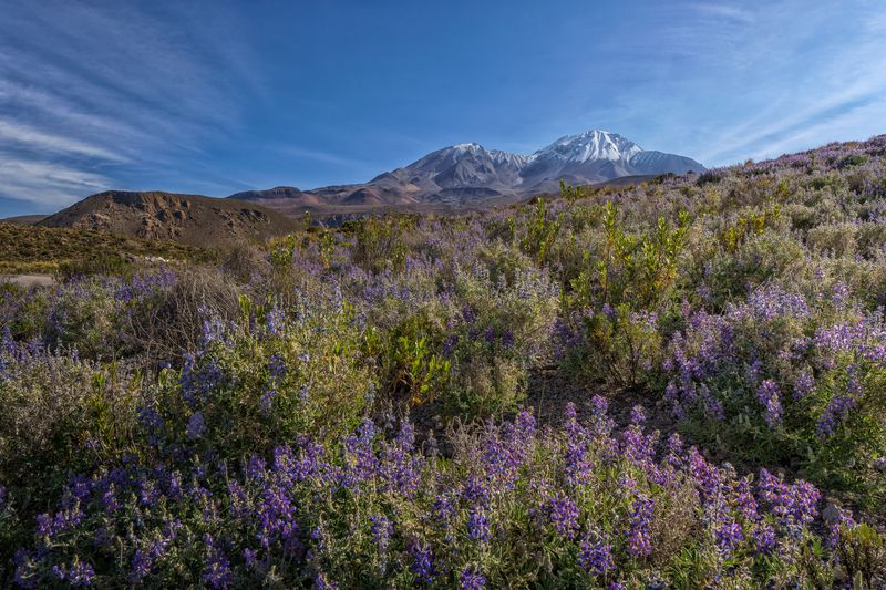 Parque Lauca 2photo preview