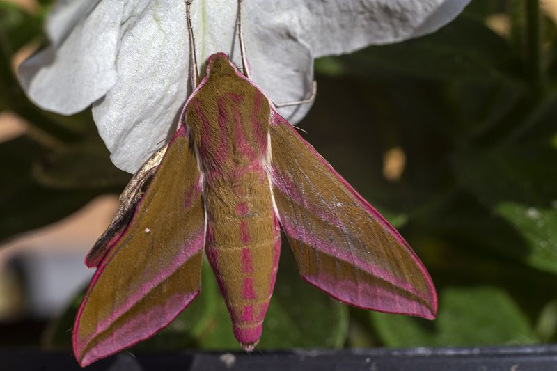 бражник, бабочка Бражник. фото превью