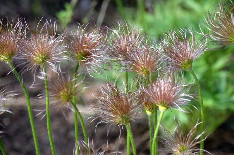 фаза плодоношения - прострел обыкновенныйphoto preview