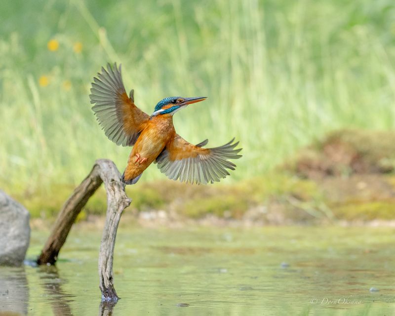 зимородок, птица, в, полете, kingfisher, bird, in, flight Нацелен на успехphoto preview