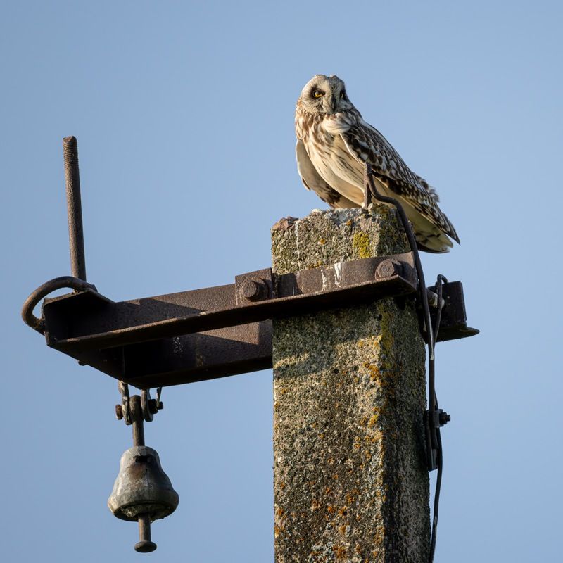 болотная сова, сова, птицы Болотная соваphoto preview