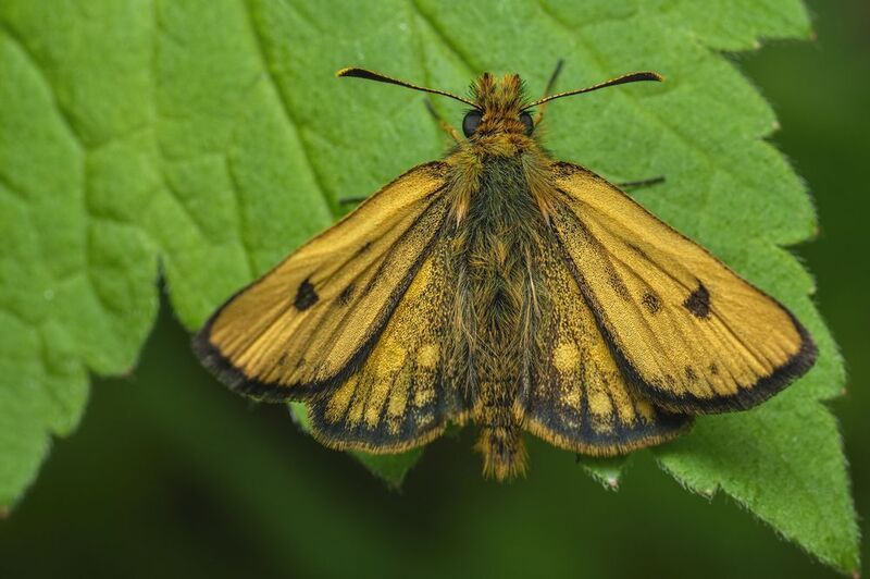 (Carterocephalus silvicola)photo preview