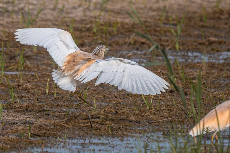 birds  Squacco Heron (Ardeola ralloides)photo preview
