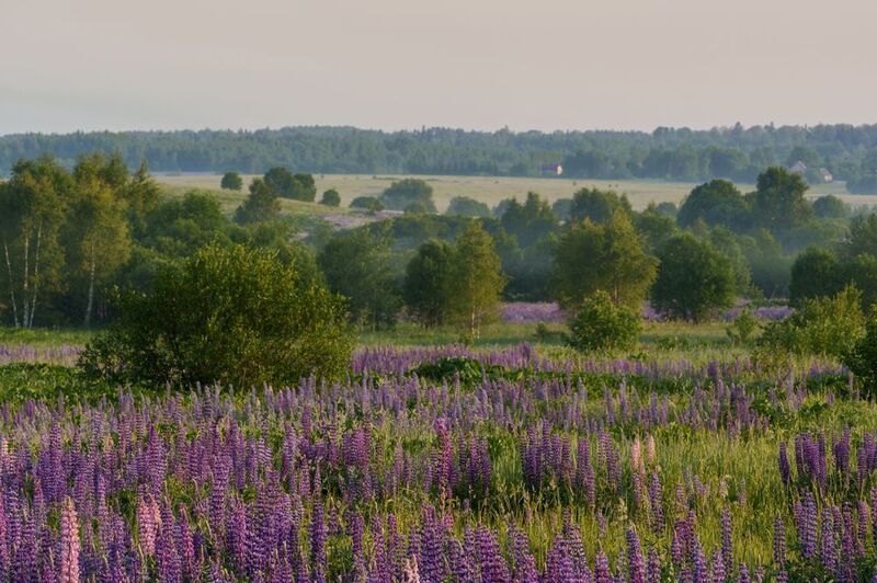 Июнь. Люпины.photo preview
