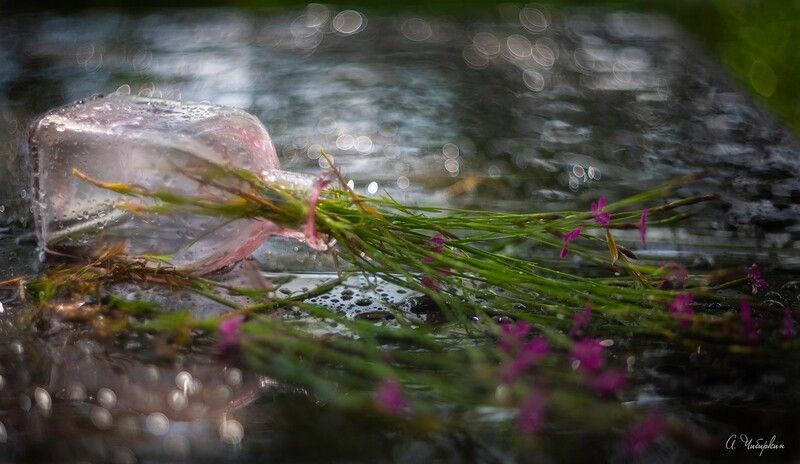 лето, дождь, натюрморт Летний дождьphoto preview