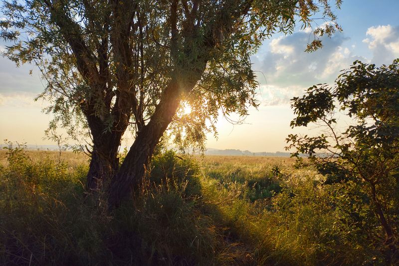 Июньское утроphoto preview