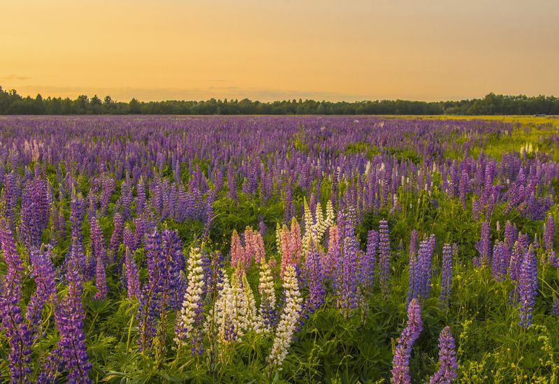 Вечер, люпины, поле лето, Киров А на земле опять цветут люпиныphoto preview