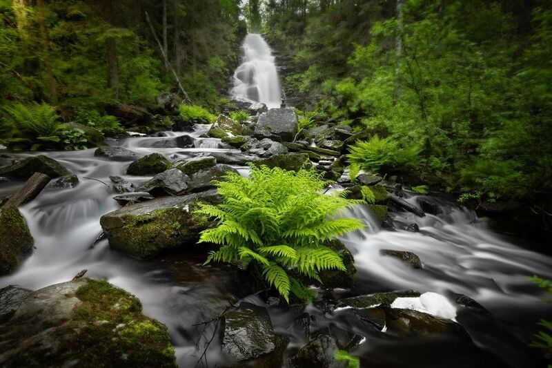 водопад, лес, папоротник photo preview