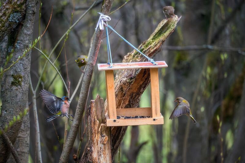 пермский край, птицы, фотоохота, природа, зяблик, зеленушка Посадка фото превью