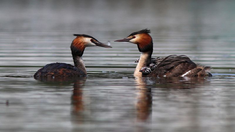 чомга, большая поганка, podieps cristatus, great crested grebe Пёрышкоphoto preview