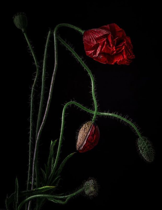 Макиphoto preview