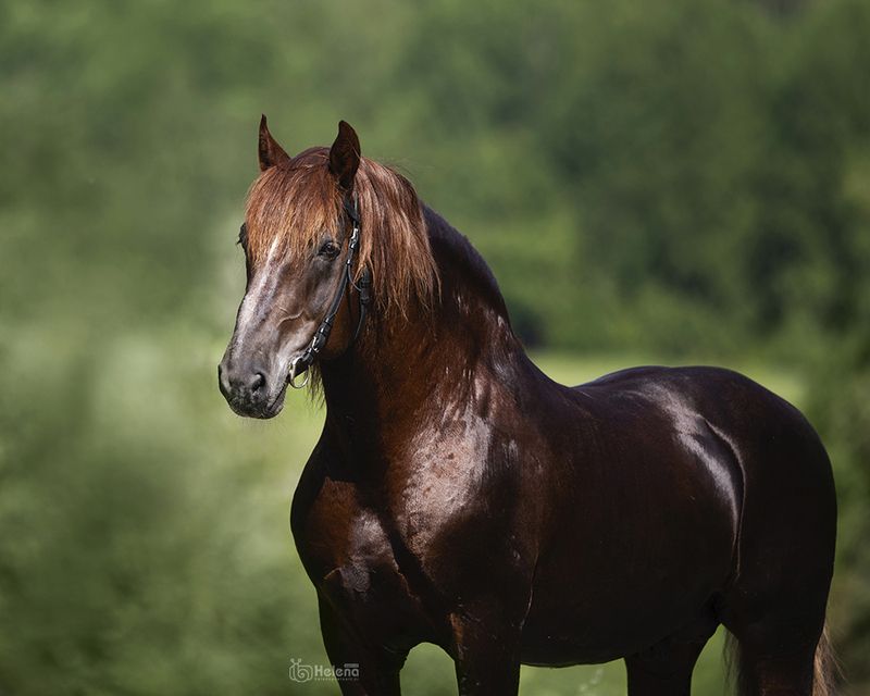 Терек, советская тяжеловозная порода.photo preview