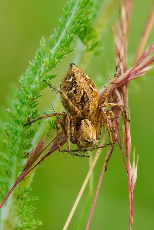 #макросъёмка #макромир #макрофото #макросъемканасекомых #макро_насекомые #мирнасекомых #насекомые #жуки #бабочки #энтомология #природа #фауна #красотаприроды #фото_насекомых #фотоприроды #природавокруг #увеличение #ультрамакро #интересныенасекомые #подпри photo preview