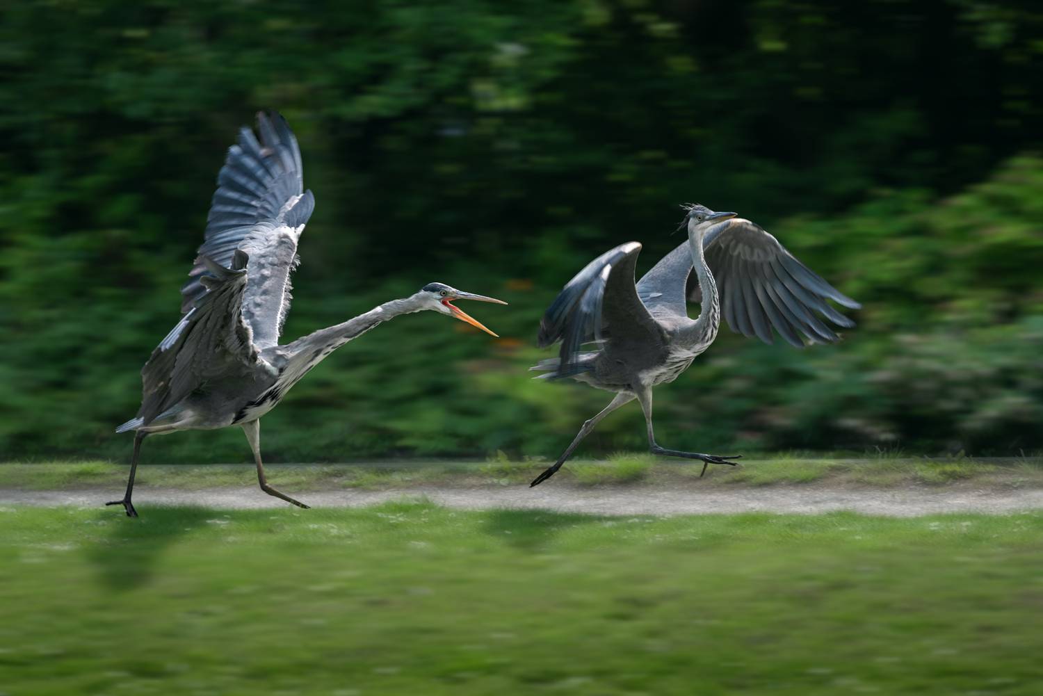 Убежать красиво. Автор: Наталья Паклина серая цапля, взрослая серая цапля; молодая серая цапля; цапля; погоня; ardea cinerea, grey heron, adult; young; chase, Наталья Паклина
