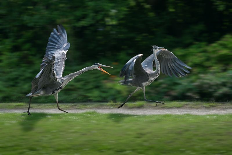 серая цапля, взрослая серая цапля; молодая серая цапля; цапля; погоня; ardea cinerea, grey heron, adult; young; chase Убежать красивоphoto preview