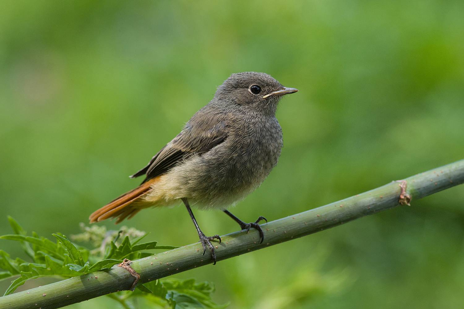 горихвостка чернушка,слёток,июнь, Иван