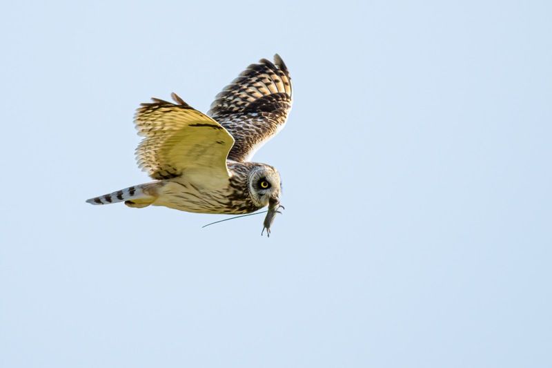 болотная сова, сова, птицы Удачная охотаphoto preview