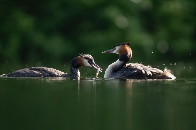 чомга, птенцы, птицы, поганка, большая поганка  фото превью
