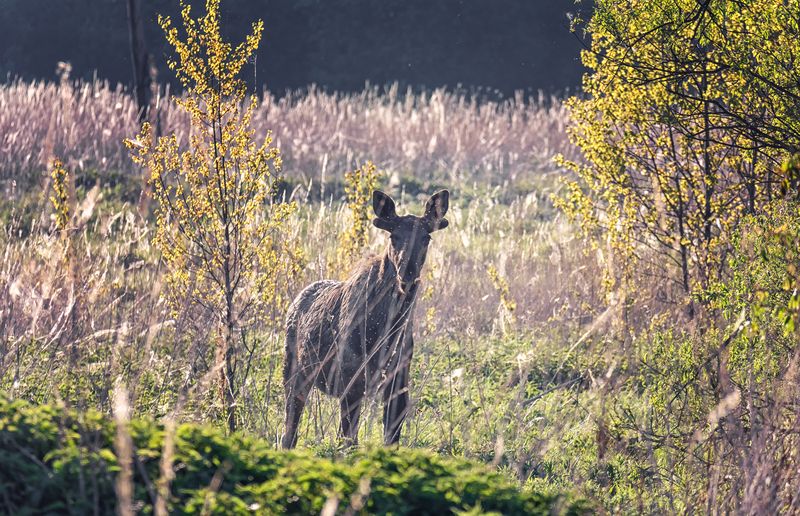 лось, тайга, В тайге..(3 ФОТО) фото превью