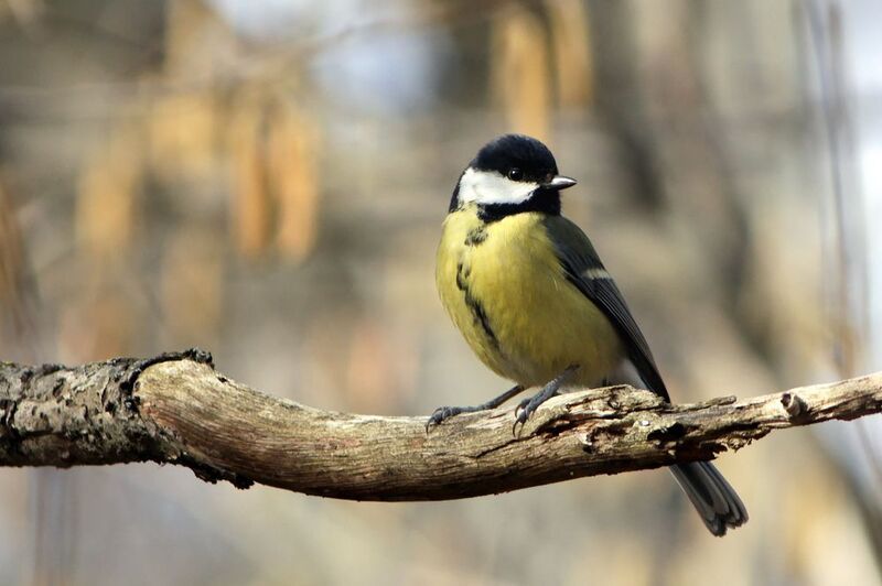 Большак (Parus major)photo preview