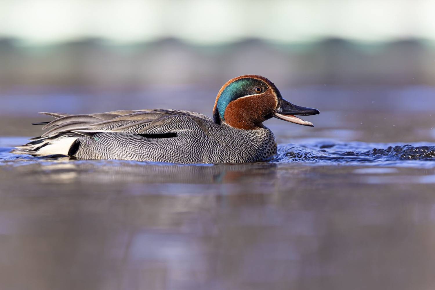 чирок-свистунок, чирок свистунок, чирок, свистунок, утка, птицы, Руслан Pl