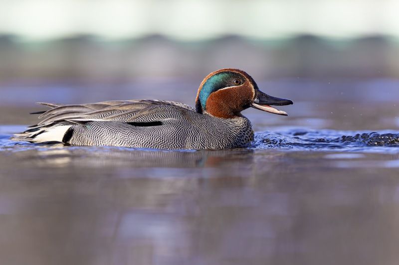 чирок-свистунок, чирок свистунок, чирок, свистунок, утка, птицы Чирок свистунокphoto preview