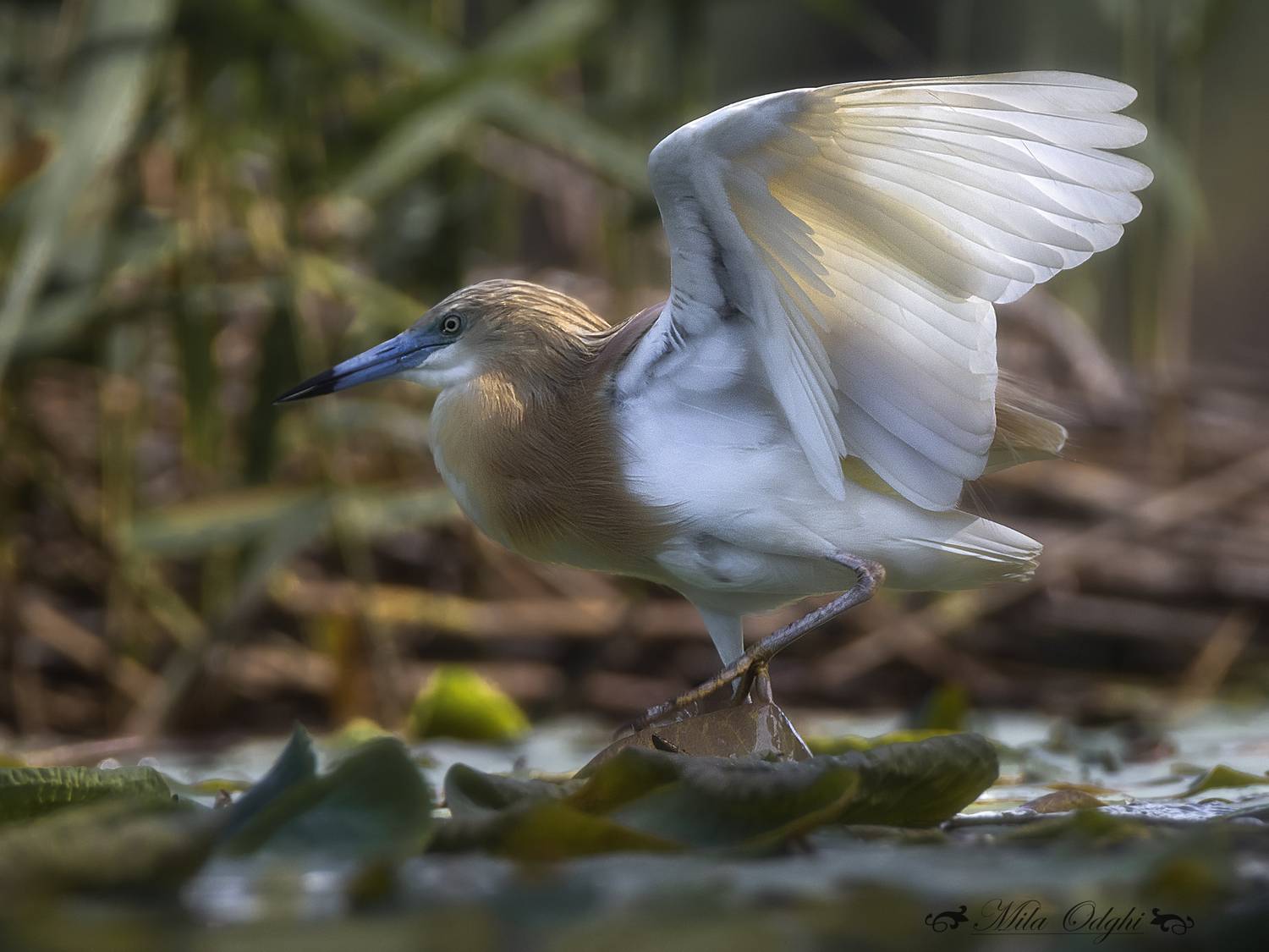 Автор: Оджи Мила , Оджи Мила