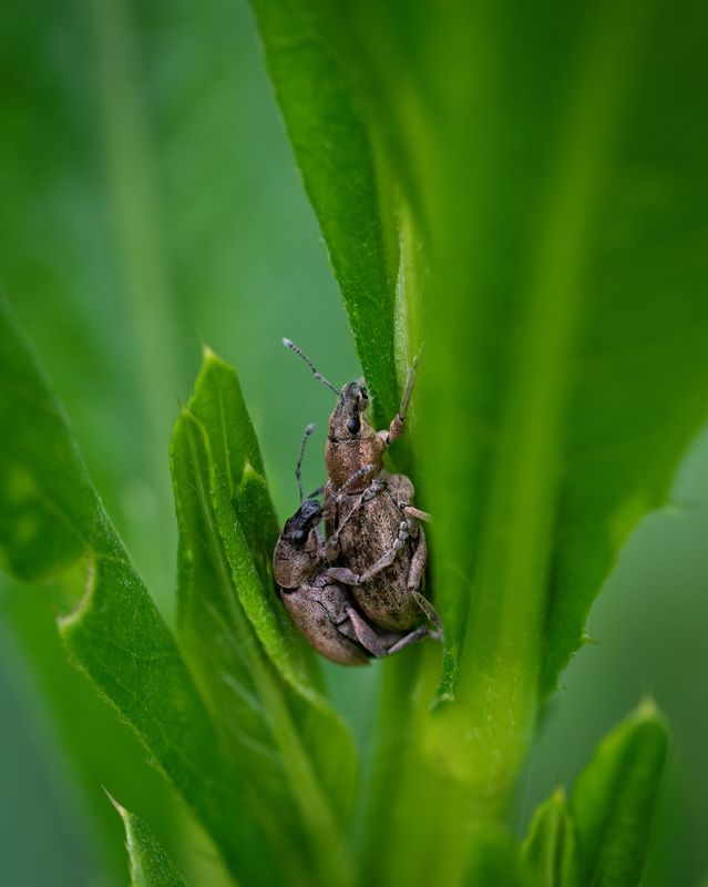 Лето - это маленькая жизнь...photo preview