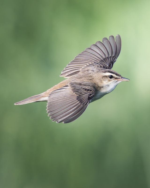Камышовка-барсучок (Acrocephalus schoenobaenus) photo preview