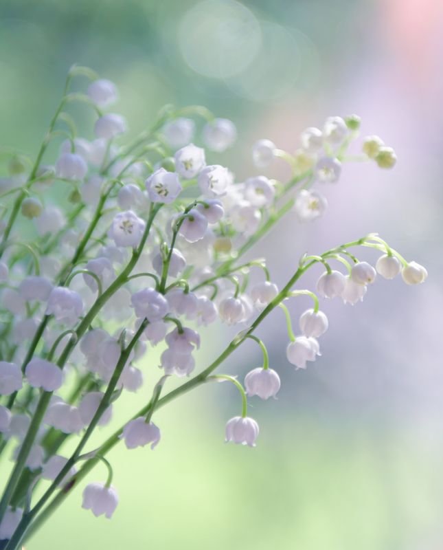 Нежностьphoto preview