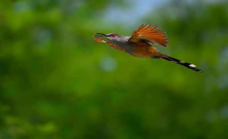 Hispaniolan Lizard-Cuckoophoto preview