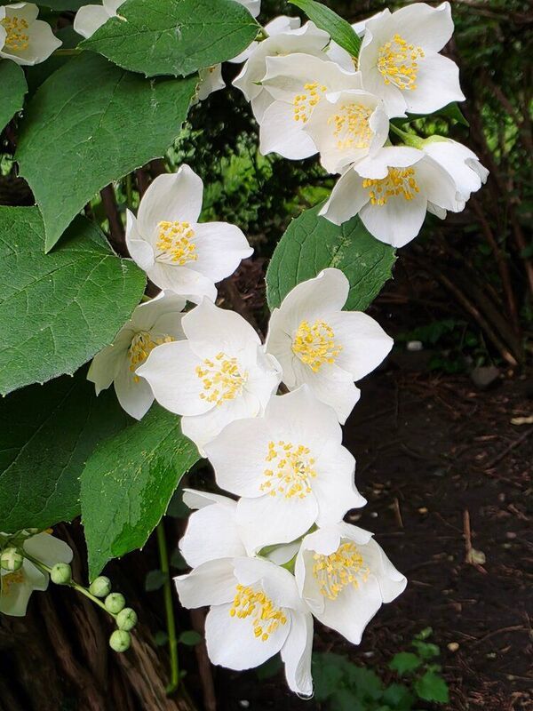 жасмин Чубушник райскийphoto preview