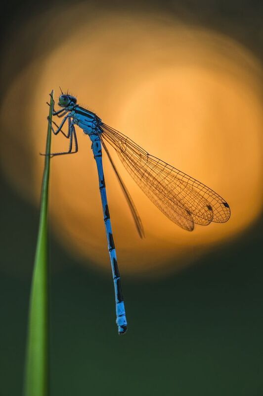 Catching the last sun in the evening...photo preview