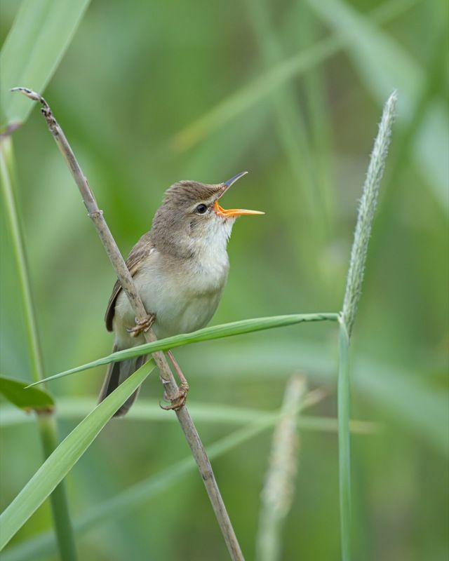 болотная камышовка, камышовка, птицы Болотная камышовка. Вечерние песниphoto preview