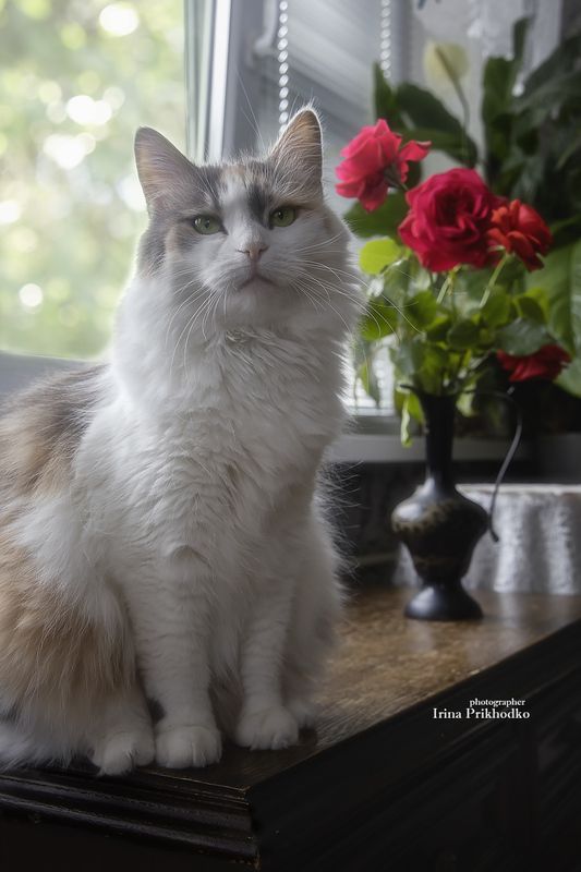 кошки, котомодель, пушистики, трехцветные кошки, окрас калико,  Кто на свете всех милее?photo preview