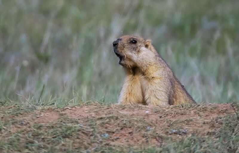 сарыарка  степь Степной сурокphoto preview