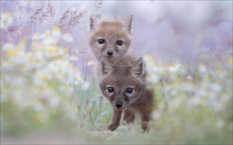 корсак, лиса, степная лиса, взрослый корсак, маныч,заповедник черные земли, корсачок, фото корсака, молодой корсак, степная лисица, vulpes corsac, калмыкия, черные земли,  корсачонок, калмыцкий корсак, корсаки, vulpes corsac kalmykorum, фотографии корсака Время открытийphoto preview