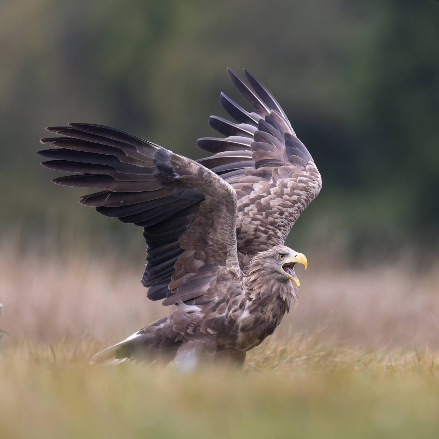 ***. Автор: Фруман Евгений , Фруман Евгений