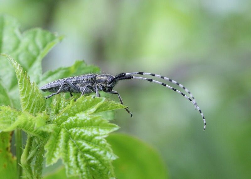 жук усач ГАИшник фото превью