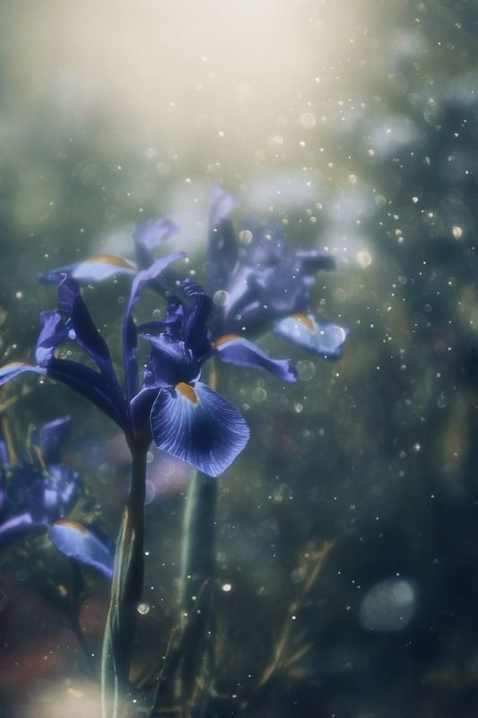 макро, macro, цветы, flower, лето, summer, ирис Ирисыphoto preview