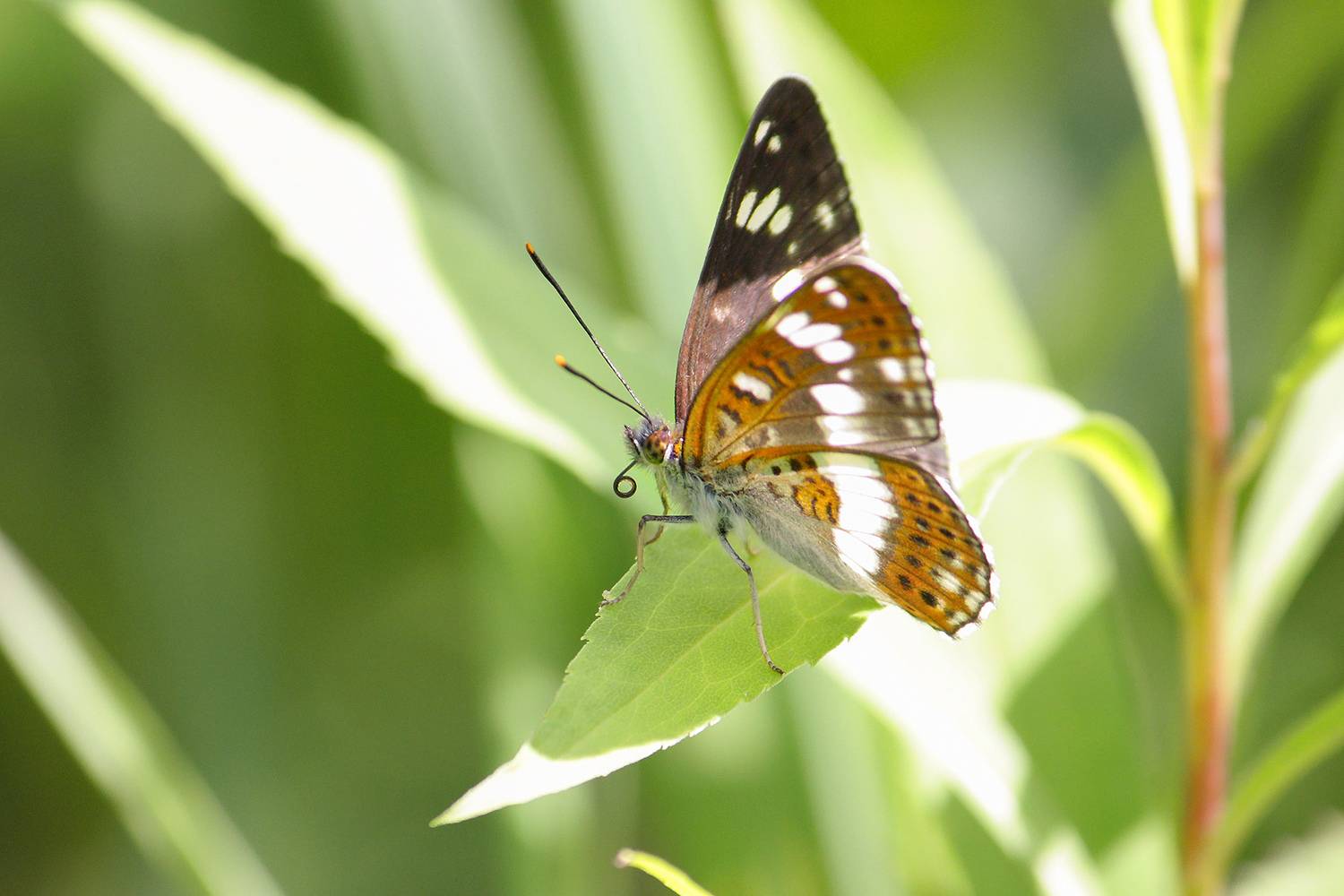 Переливница ивовая. Автор: КарОл бабочка, переливница ивовая, радужница большая ивовая, переливница большая, ирида, apatura iris), КарОл