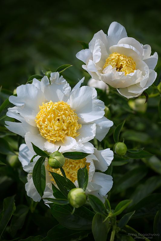 Белые пионыphoto preview
