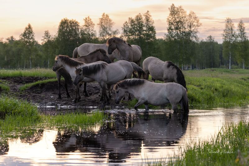 На рассвете (тарпановидные лошади)photo preview